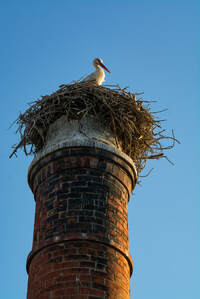 Oiseau qui a fait son nid dans une cheminée à Sherbrooke.