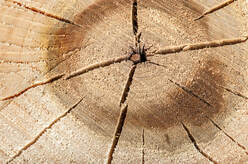 Extrémité d'une bûche, à Sherbrooke, qui est fendillée, démontrant que le bois est sec.
